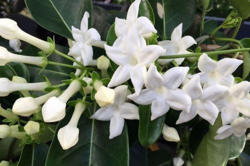 Красивые комнатные растения для интерьера. Комнатные цветы: фото и названия (каталог)