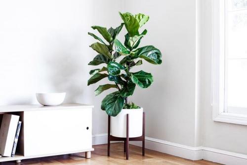 Красивые комнатные растения для интерьера. Комнатные цветы: фото и названия (каталог)