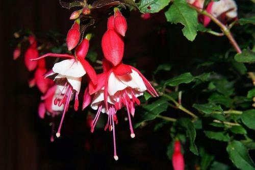 Красивые комнатные растения для интерьера. Комнатные цветы: фото и названия (каталог)