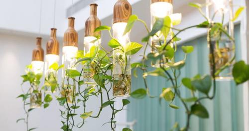 Комнатные растения в интерьере квартиры и дома