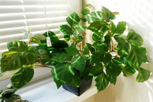 Красивые комнатные растения для интерьера. Комнатные цветы: фото и названия (каталог)