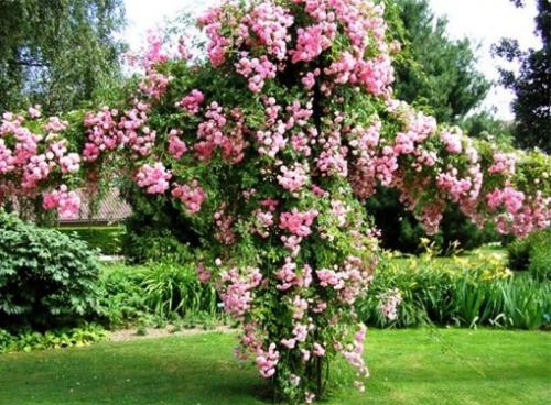 Чем подпереть плетистую розу. Как подвязывать плетистые розы