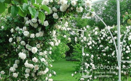 Плетистые розы без опоры. Плетистые розы