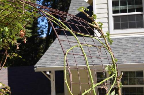 Как подвязать плетистую розу. Как подвязывать розы к опоре