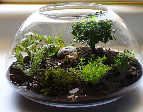 Декор из растений или как создать сказочный лес в квартире. Выбор подходящих растений 10 Декор из растений или как создать сказочный лес в квартире. Выбор подходящих растений 10