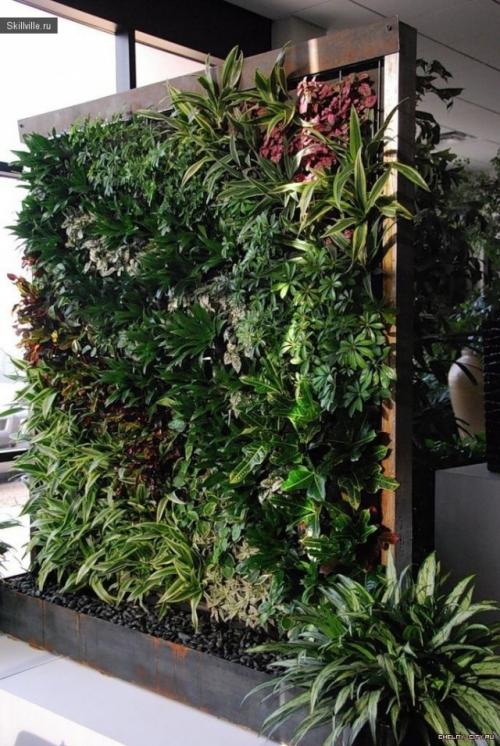Зеленая стена своими руками. Как сделать «зеленую стену» своими руками