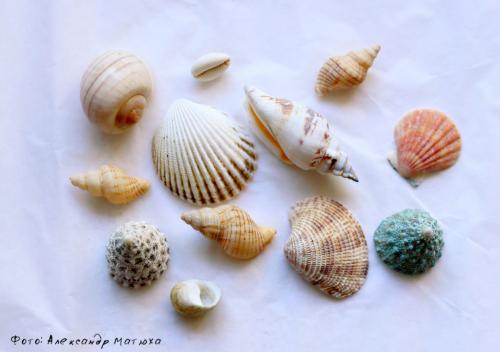 Наполнитель для флорариума. – Что нам понадобится для наполнения флорариума?