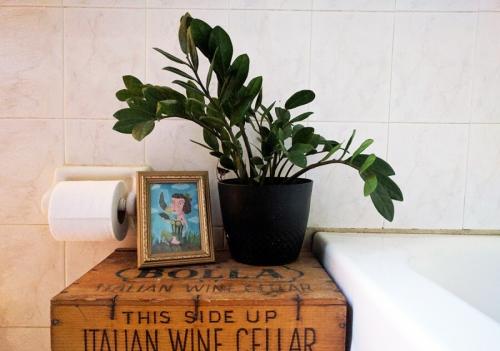 Комнатные растения в интерьере квартиры и дома