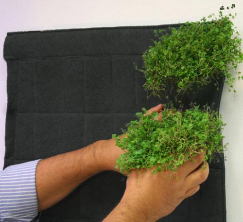 Фитокартина своими руками. 