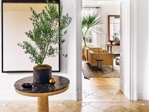 Использование комнатных растений.  Атмосферные волшебники