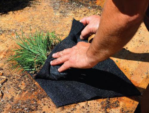 Фитокартина своими руками. 