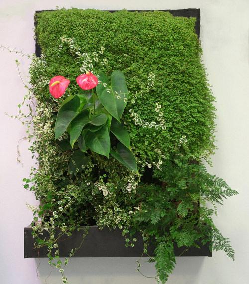 Фитокартина своими руками. 