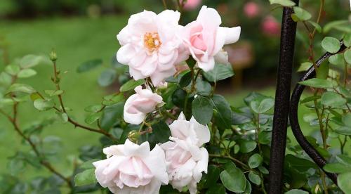 Опоры для плетистых роз своими руками. Виды плетистой розы и их характерные отличия 01 Опоры для плетистых роз своими руками. Виды плетистой розы и их характерные отличия 01