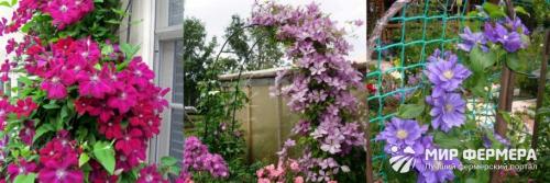 Опора для клематиса своими руками. Опора для клематиса