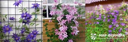 Опора для клематиса своими руками. Опора для клематиса