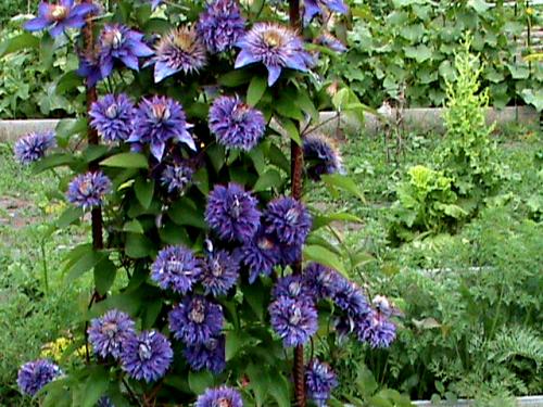 Опора для клематиса своими руками. Опора для клематиса 14 Опора для клематиса своими руками. Опора для клематиса 14