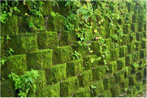 Вертикальное озеленение своими руками. Использование мха при вертикальном озеленении
