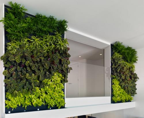Выбор растений для вертикального озеленения квартиры. Типы вертикального озеленения и их особенности