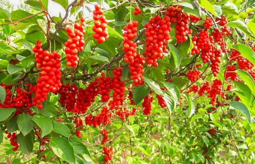 Однолетники для вертикального озеленения. Вьющиеся растения для забора, беседок и стен – выбираем среди однолетников