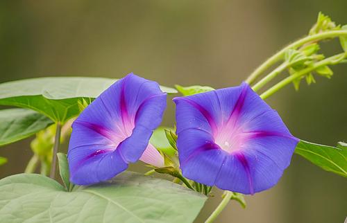 Однолетники для вертикального озеленения. Вьющиеся растения для забора, беседок и стен – выбираем среди однолетников