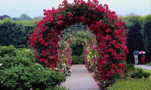 Растения для вертикального озеленения. Вертикальное озеленение сада