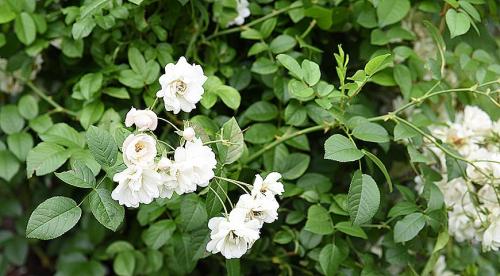 Растения и цветы для грамотного вертикального озеленения. РАСТЕНИЯ ДЛЯ ВЕРТИКАЛЬНОГО ОЗЕЛЕНЕНИЯ 04