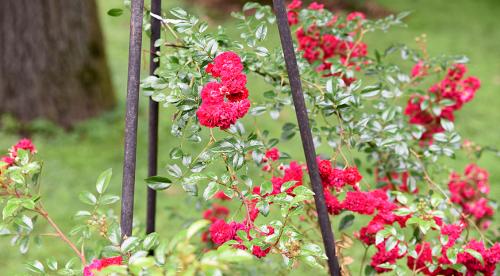 Растения и цветы для грамотного вертикального озеленения. РАСТЕНИЯ ДЛЯ ВЕРТИКАЛЬНОГО ОЗЕЛЕНЕНИЯ 01