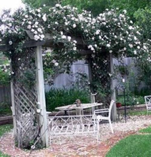 Шпалера для роз из металла. Опоры для плетистых роз своими руками: фото, виды