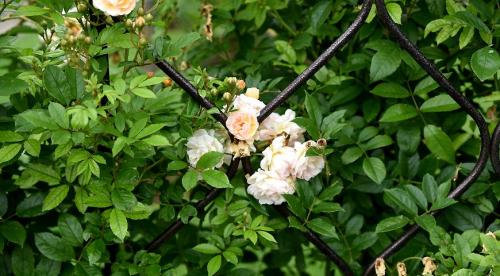 Растения и цветы для грамотного вертикального озеленения. РАСТЕНИЯ ДЛЯ ВЕРТИКАЛЬНОГО ОЗЕЛЕНЕНИЯ 02