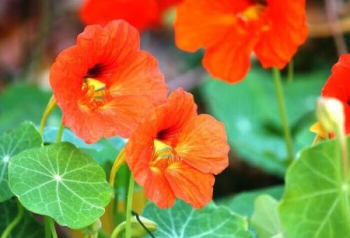 Настурция вертикальное озеленение. Описание Настурции вьющейся