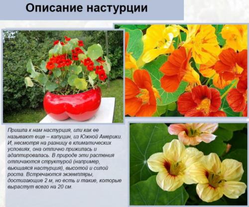Настурция вертикальное озеленение. Описание Настурции вьющейся