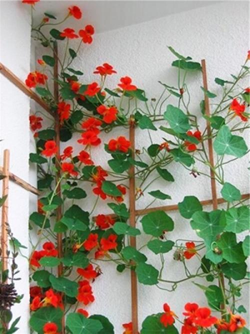 Цветы для озеленения балкона. Самые неприхотливые цветы для балкона цветущие все лето