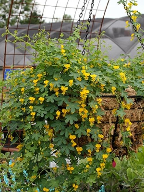 Цветы для озеленения балкона. Самые неприхотливые цветы для балкона цветущие все лето