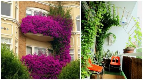Как озеленить балкон. Озеленение балкона — виды озеленения, дизайн и выбор растений, общие рекомендации. 90 фото дизайнерских идей, гарантирующих яркий эффект