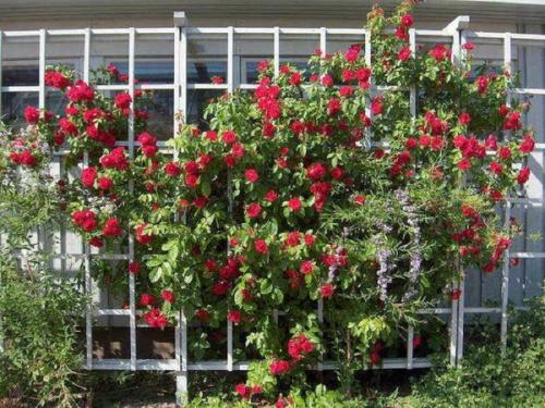 Опора для роз из арматуры своими руками. Опоры для роз своими руками: обзор разновидностей