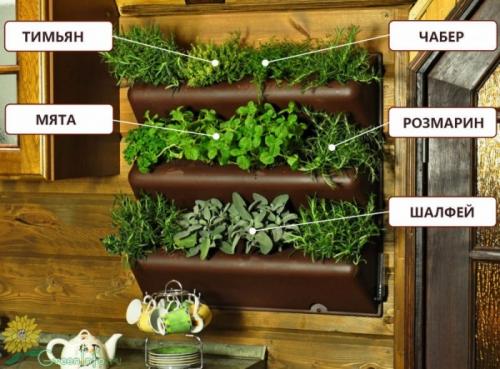 Растения для вертикального озеленения в квартире. Подбор растений