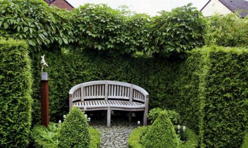 Быстрое вертикальное озеленение. Вертикальное озеленение сада