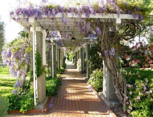 Пергола в саду своими руками. Какие бывают