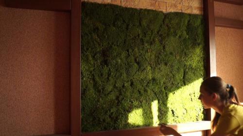 Вертикальное озеленение своими руками. Вертикальное озеленение: основные методы, высаживание растений и система полива (85 фото)