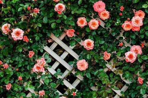 Плетистые розы без опоры. Плетистая роза (60 фото): виды, выращивание, уход и посадка