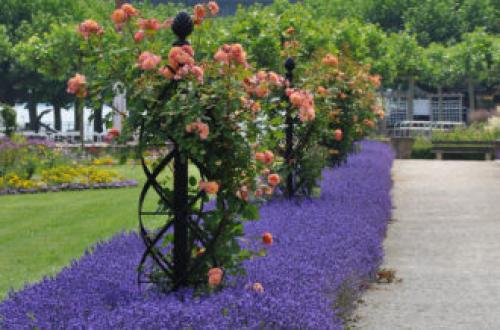 Как сформировать плетистую розу на арку. Опоры для плетистой розы своими руками: 20 примеров с фото