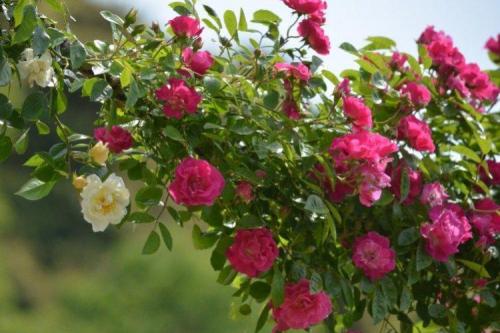 Плетистые розы без опоры. Плетистая роза (60 фото): виды, выращивание, уход и посадка