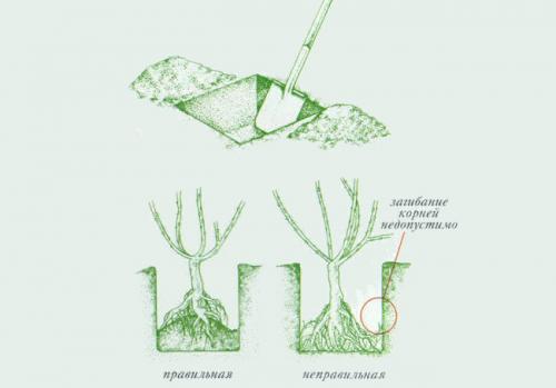 Как подвязать розы к забору. Как сажать плетистые розы