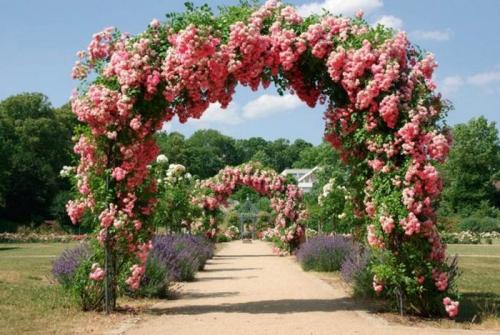 Как сформировать плетистую розу на арку. Опоры для плетистой розы своими руками: 20 примеров с фото