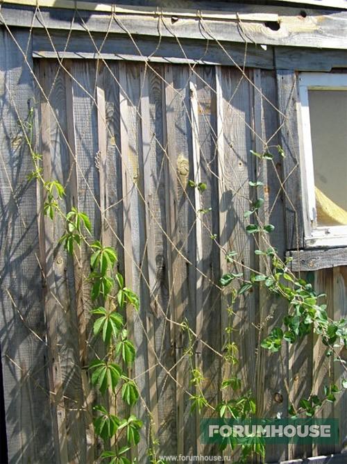 Пергола для роз из дерева. Деревянные шпалеры и перголы