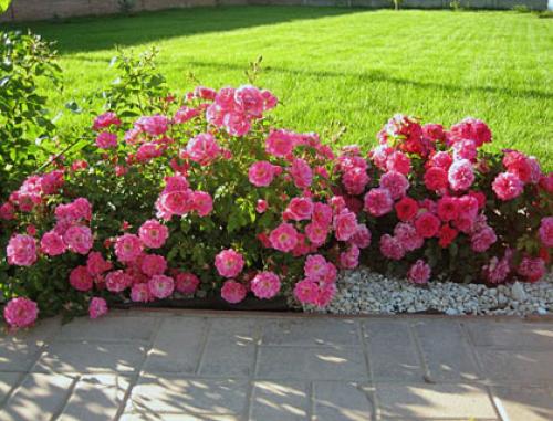 Почвопокровная роза на опоре. Почвопокровные розы в дизайне сада