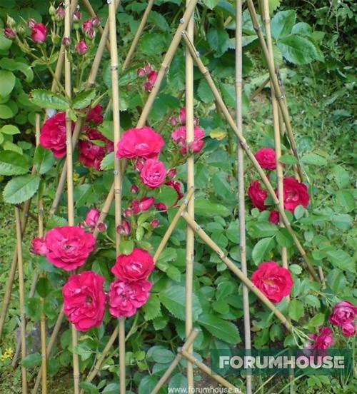 Пергола для роз из дерева. Деревянные шпалеры и перголы