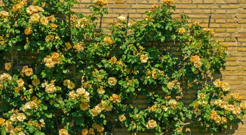 Вьющиеся растения для солнечной стороны. Топ лучших многолетних лиан для оформления садового участка