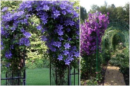 Опоры для клематисов из металла. Виды опорных конструкций