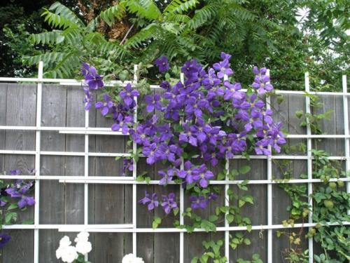 Опора для клематиса из пластиковых труб своими руками